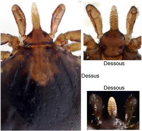 Réf. 274 050 : Ixodes ricinus